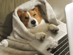 B.gif