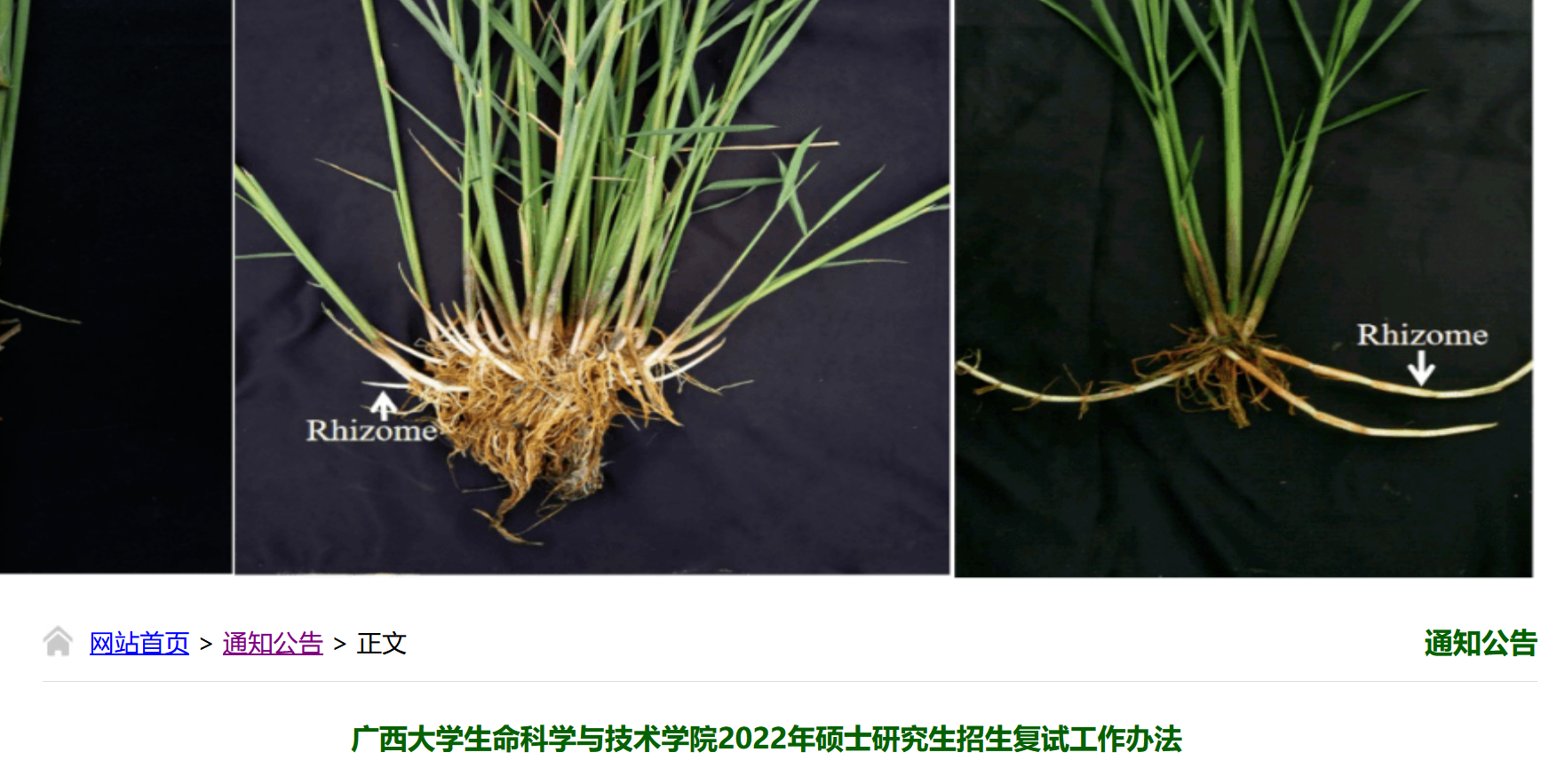 生命科学与技术学院复试.png